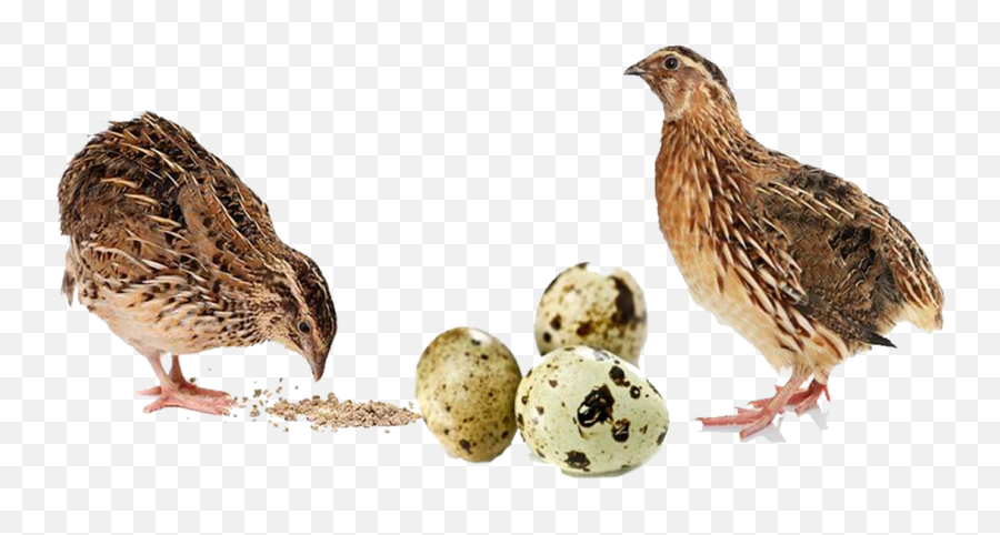 Download Buy Quail Feed Online For Sale - Codornices Png,Quail Png