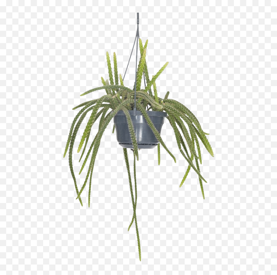 Plants Bloomed - Grass Png,Hanging Plants Png