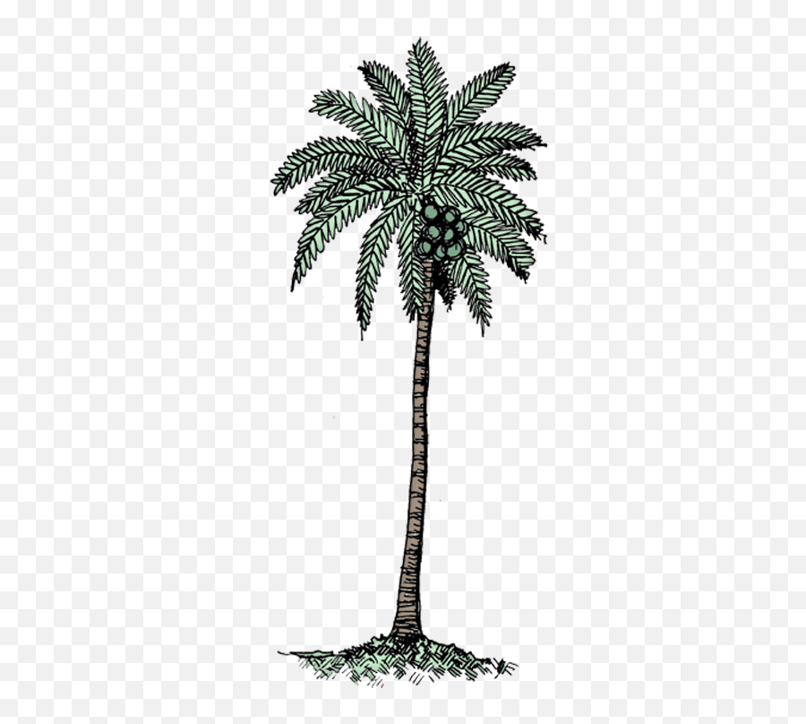 Download Coconut Tree Col - Black U0026 White Coconut Tree Png Transparent Coconut White Background,Coconut Tree Png
