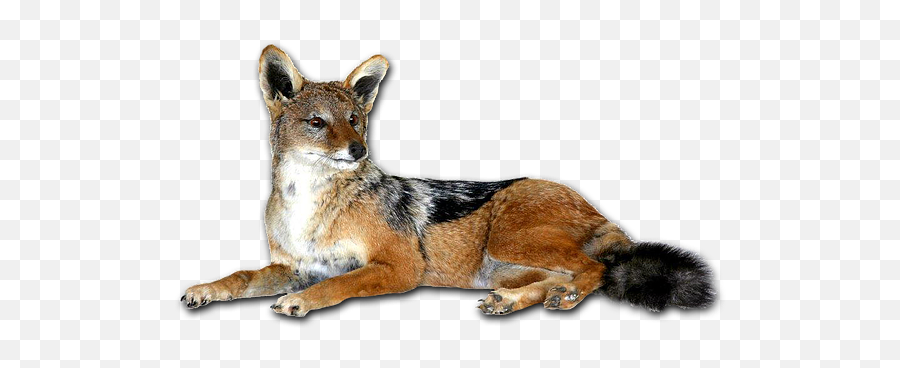 Moredou Taxidermy Full Mount Trophies South Africa - Swift Fox Png,Jackal Png Moredou Taxidermy Full Mount Trophies South Africa - Swift Fox Png,Jackal Png