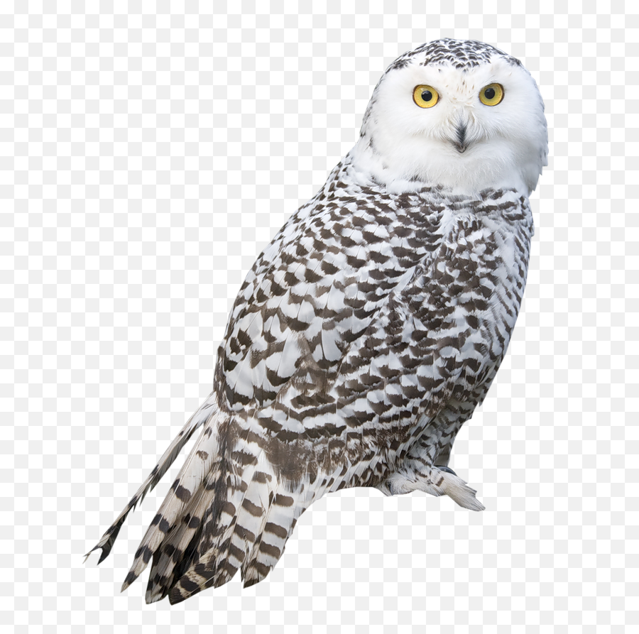 Snowy Owl Png Image - Snowy Owl Png,Snow Gif Png