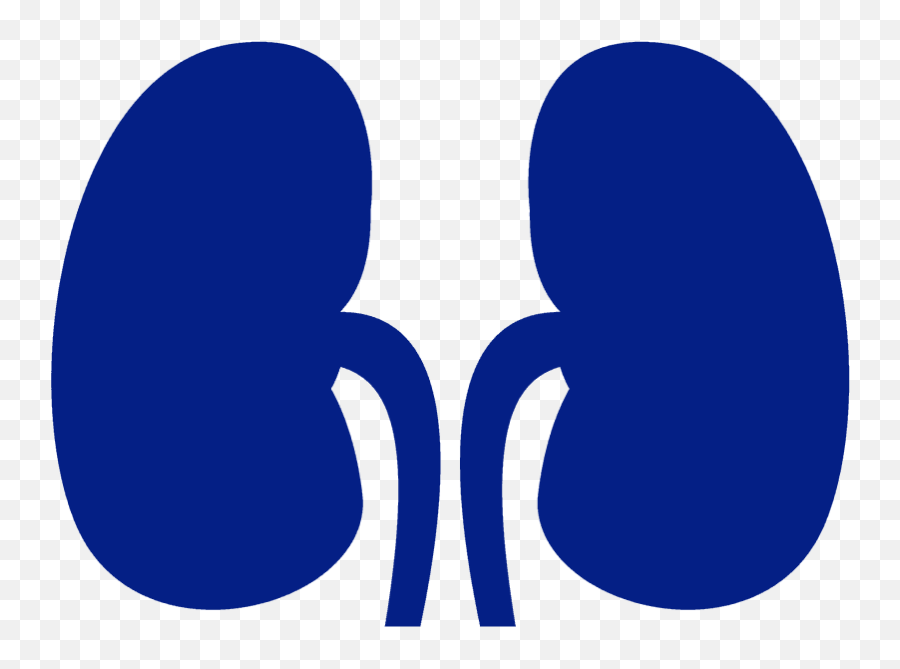 Kidney Png - Dot,Kidney Png