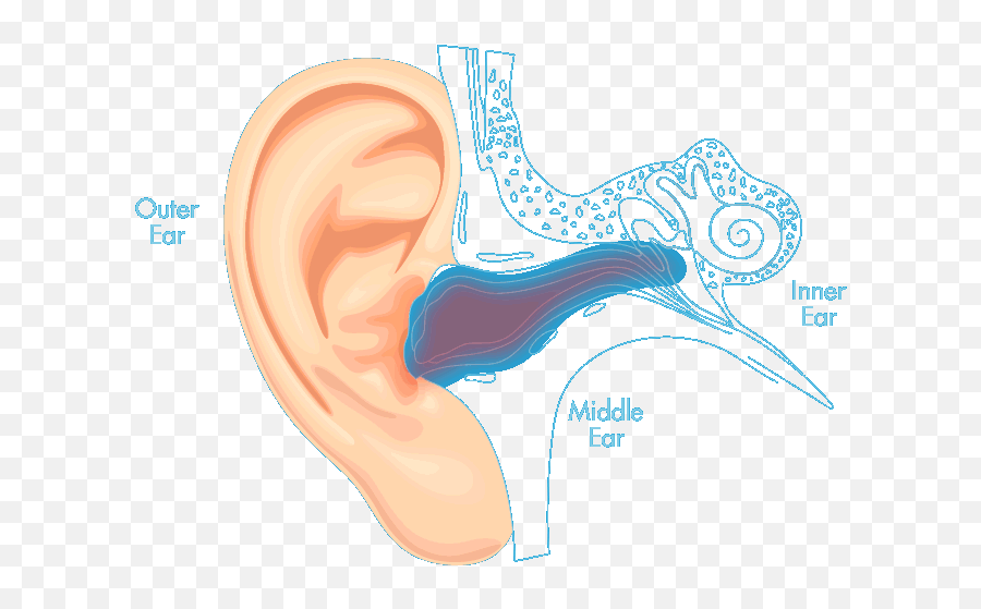 Auro Ear Drops - Water In Your Ear Png,Ear Transparent