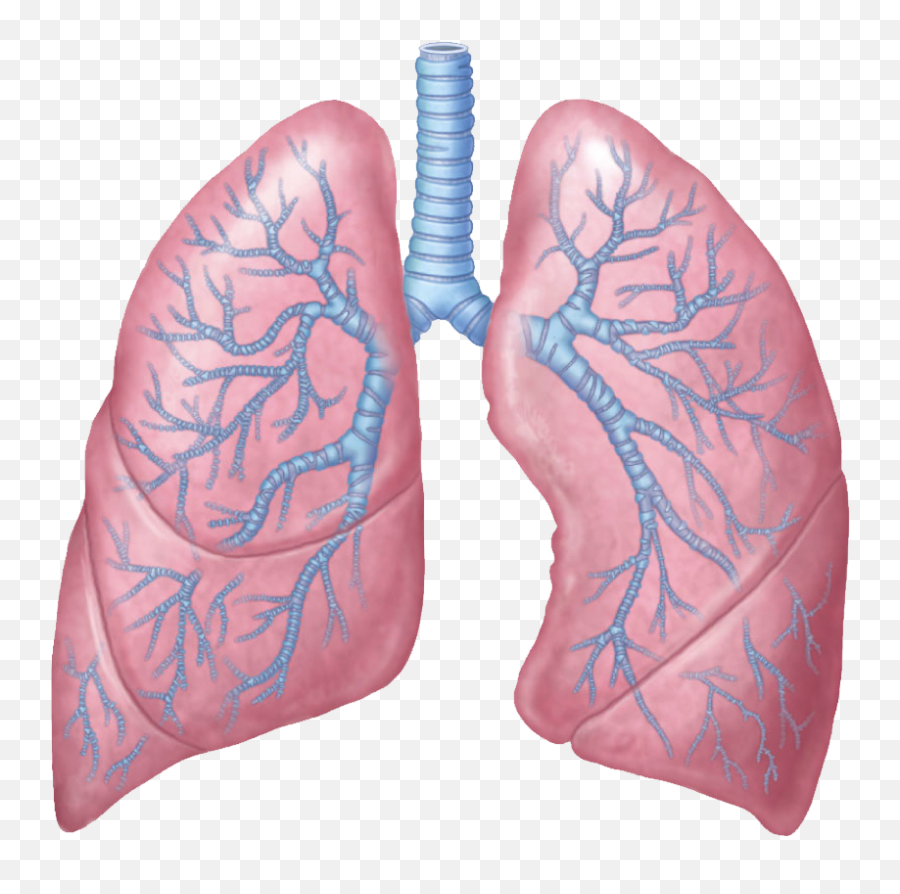 Lungs Png - Lungs Png,Lung Png