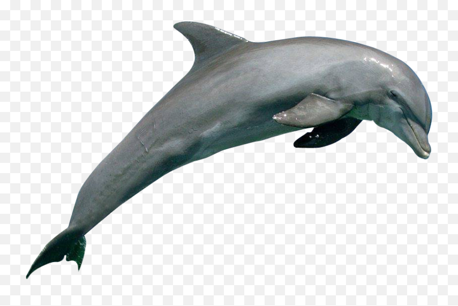 Png - Dolphin Png,Dolphin Transparent Background