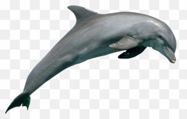 Png - Dolphin