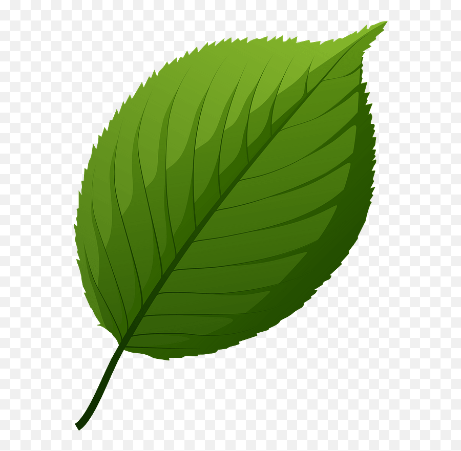 Apple Tree Green Leaf Clipart Free Download Transparent - Leaf Of Apple Clipart Png,Leaf Clipart Png