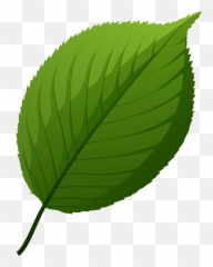 Apple Tree Green Leaf Clipart Free Download Transparent - Leaf Of Clipart png