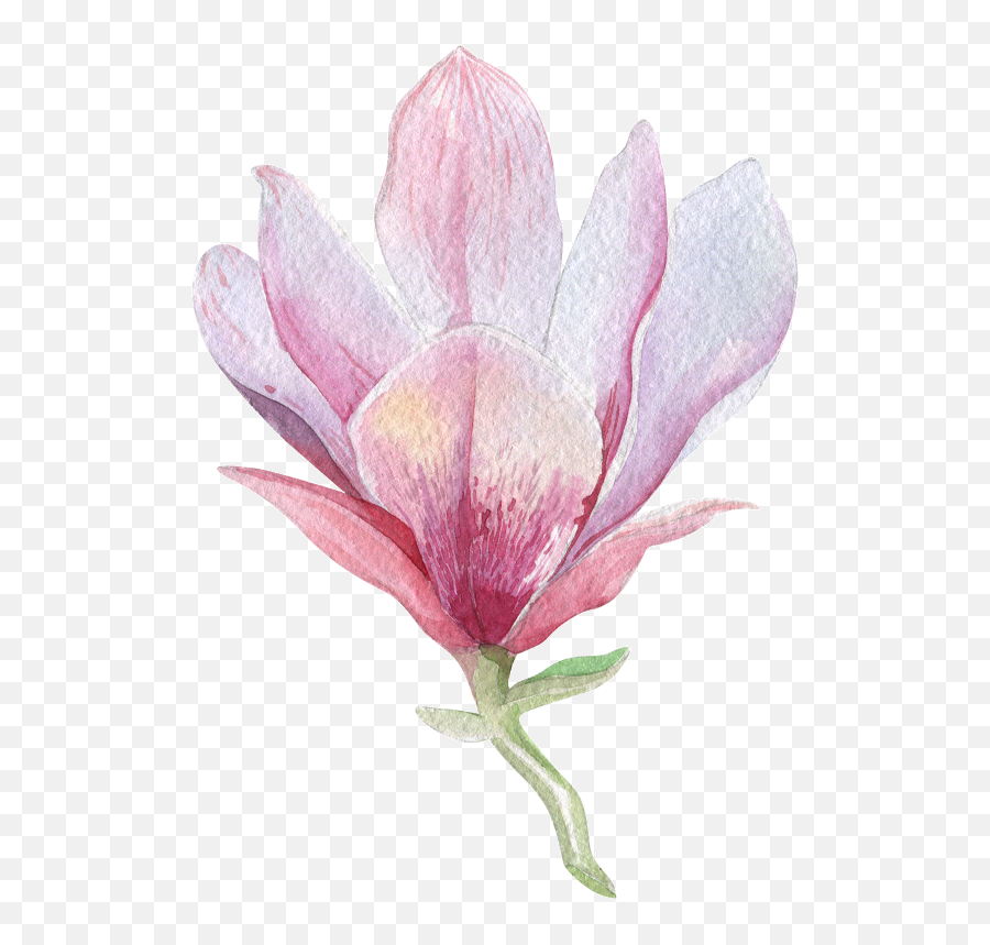 Download Flower Left - Orquideas Acuarela Png Full Size Watercolor Magnolia Flower Tattoo,Acuarela Png