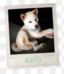 Testimonials U2014 Oli Juste Png Shiba Inu Transparent