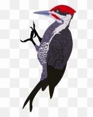Woodpecker Png Images Free Download - Woodpecker Png,Woodpecker Png