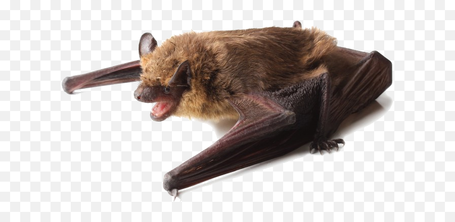 Bats East Tennesseeu0027s Favorite Flying Mammal - City Of Get A Bat Out Of Your House Png,Bat Transparent