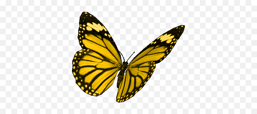 Borboletas Butterflies Gif - Borboletas Butterflies Beautiful Discover U0026 Share Gifs Transparent Yellow Butterfly Gif Png,Monarch Butterfly Icon
