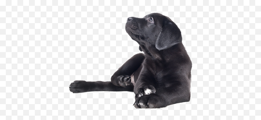 Littleacre Labradors Labrador Breeder Marshall Va - Black Labrador Retriever Puppies Png,Yellow Lab Icon Png