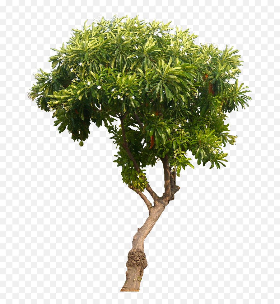 Download Hd Tropical Plant Pictures Cerbera - Mango Tree No Mango Tree Images Png,Tropical Tree Png