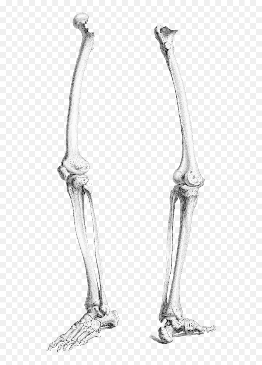 Leg Bone Png Image - Skeleton Leg Bones Drawing,Bone Png