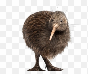 Kiwi Bird Transparent Background Png Mart - Kiwi Bird Kiwi Transparent Background,Animals Transparent Background