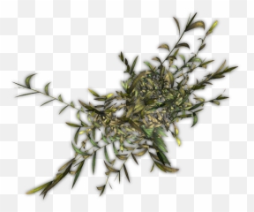 Bushes Png - 323k Bamboo Jcd H Vascular Plant 503703