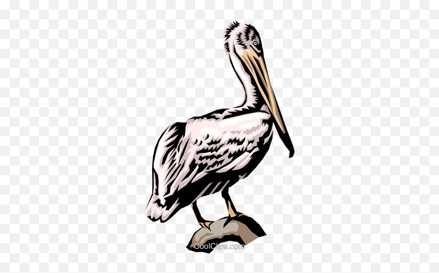 Pelican Royalty Free Vector Clip Art Illustration - Anim0401 Pelican Royalty Free Png,Pelican Png
