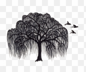 Black And White Willow Tree Clipart - Willow Tree Silhouette Png,Willow Tree Png