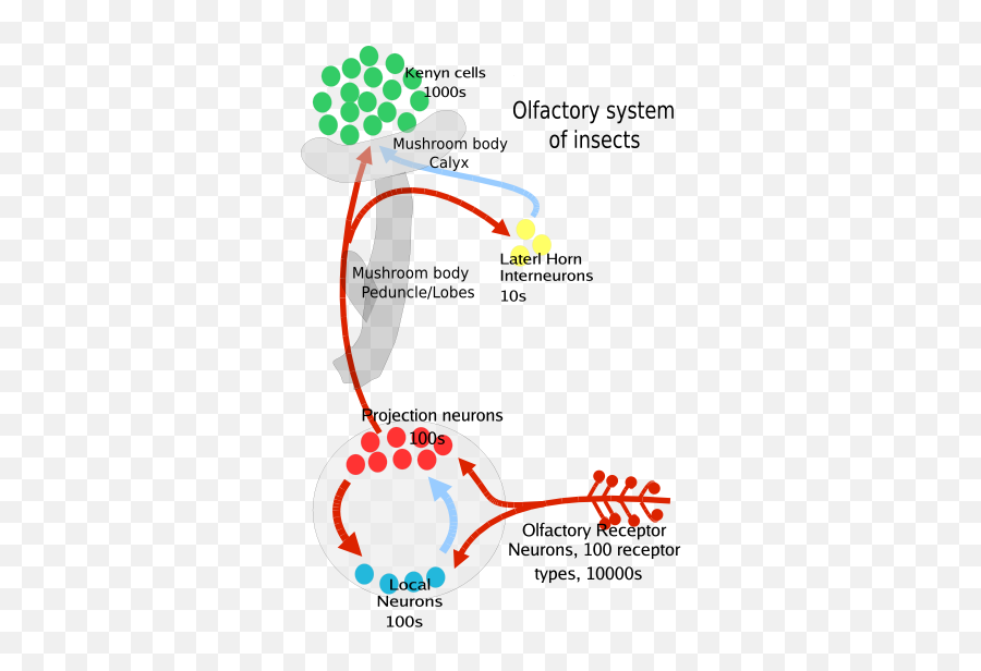 Olfactory Pathway Insects - Insect Olfactory System Png,Insects Png