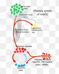 Olfactory Pathway Insects - System png
