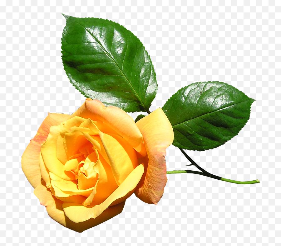 Download Hd Yellow Rose Stem Flower - Yellow Rose With Stem Png,Yellow Rose Transparent