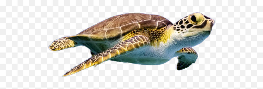 Turtle Png Images Transparent Background Play - Turtle Png,Turtle Clipart Png