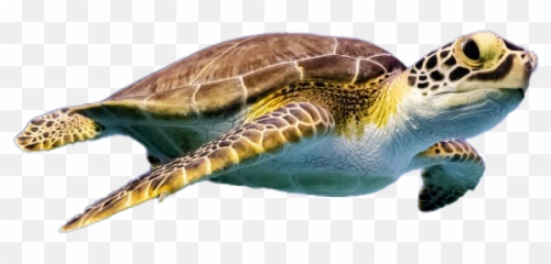 Turtle Png Images Transparent Background Play - Turtle Png,Turtle Clipart Png