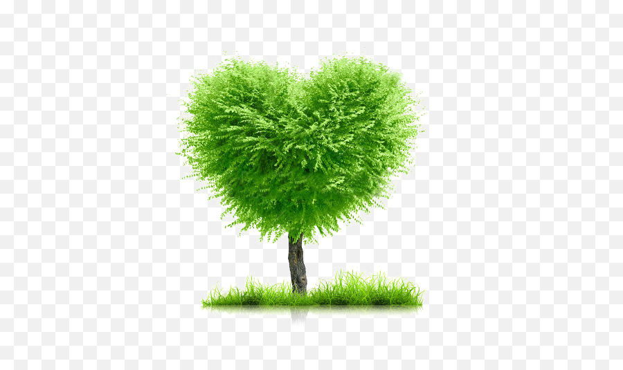 Stock - Photogreengrassandheartshapetreeonwhite Background For Family Tree Png,Grass Background Png