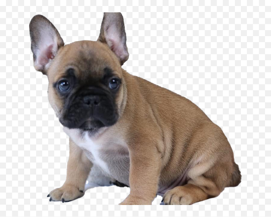 French Bulldog Puppy Transparent - French Bulldog Puppy Png,Bulldog Transparent
