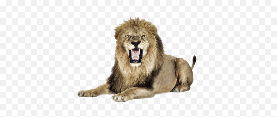 Seating Lion Png Picture Free - Lion Png Transparent Background,Lion Clipart Png