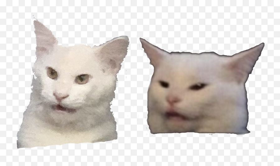 Confused Cat Meme Png - Meme Stickers,Meme Png