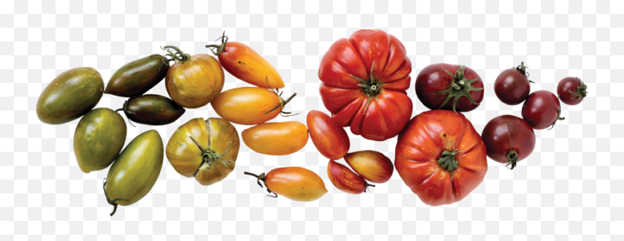 Download Heirloom Tomato Divider 2 Png Image With No - Superfood,Tomato Transparent Background