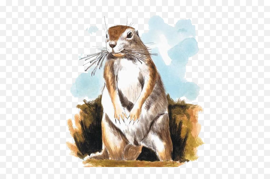 Download Chipmunk Mole Watercolor Painting Illustration - Painting Of Ground Prairie Squirrel Png,Chipmunk Png