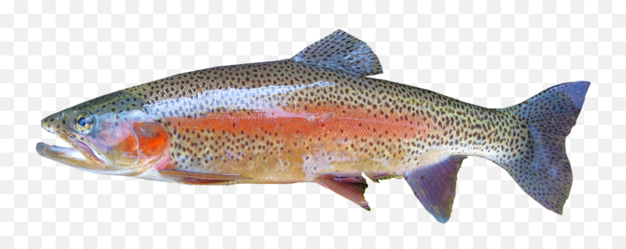Isolated Rainbow Trout Freshwater - Trout Fish Png,Trout Png