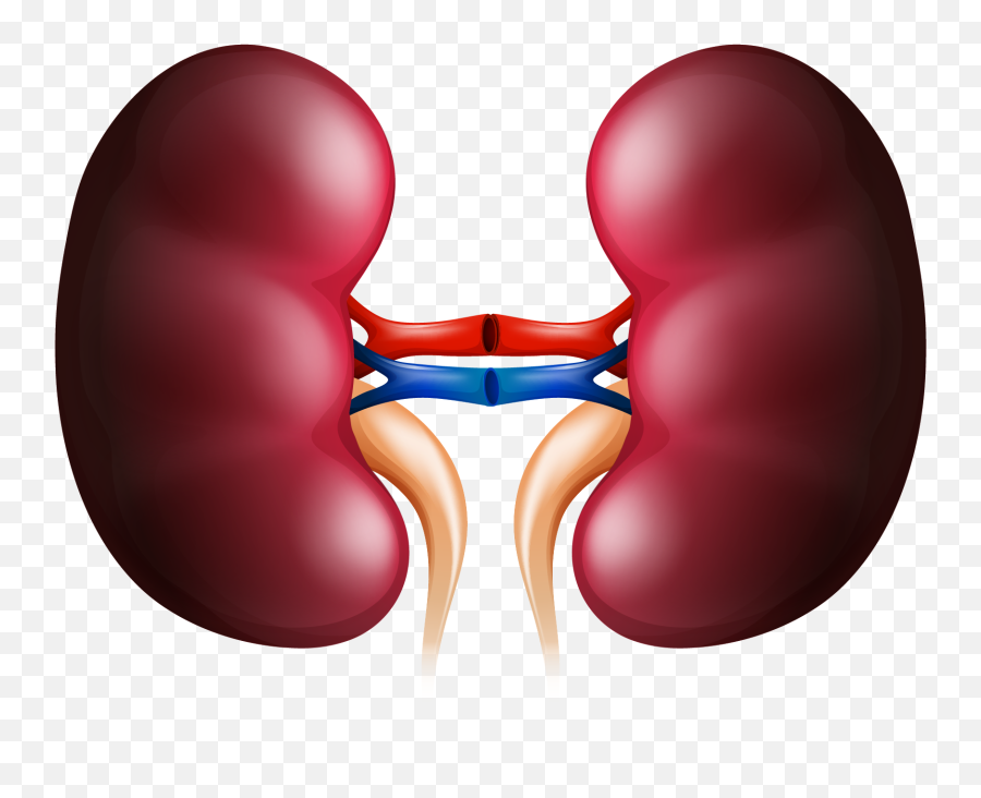 Download Kidney Huge Freebie - Kidney Png,Kidney Png