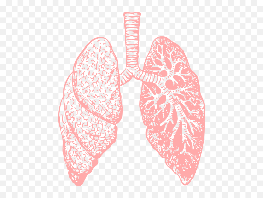 Lungs Clipart Png Image - Lung Png,Lung Png