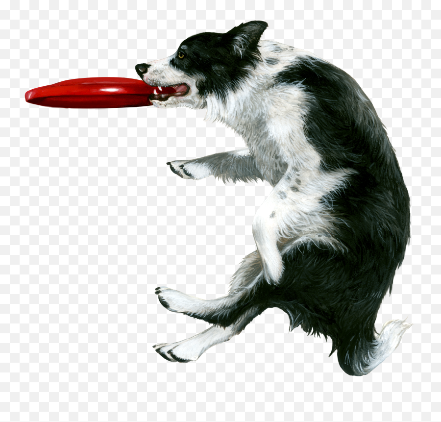 Flying Fabric Png - Border Collie Catching Frisbee,Frisbee Png