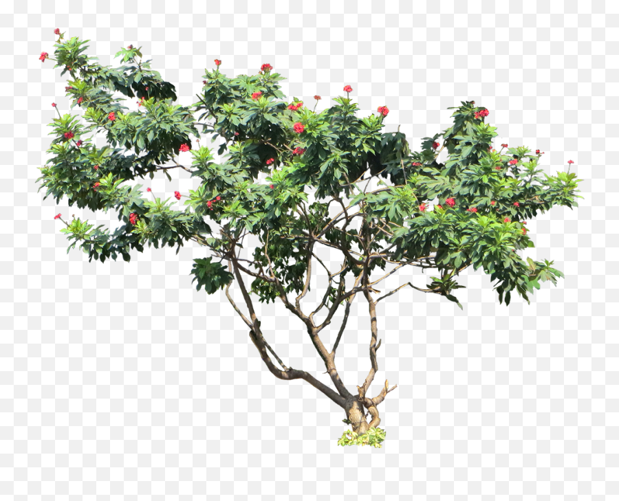 Download Tropical Plant Pictures - Jatropha Integerrima Png,Tropical Plant Png