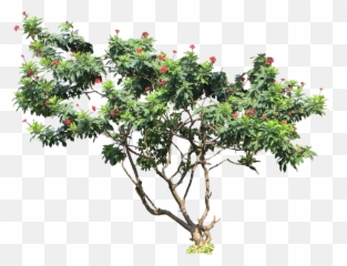 Download Tropical Plant Pictures - Jatropha Integerrima Png