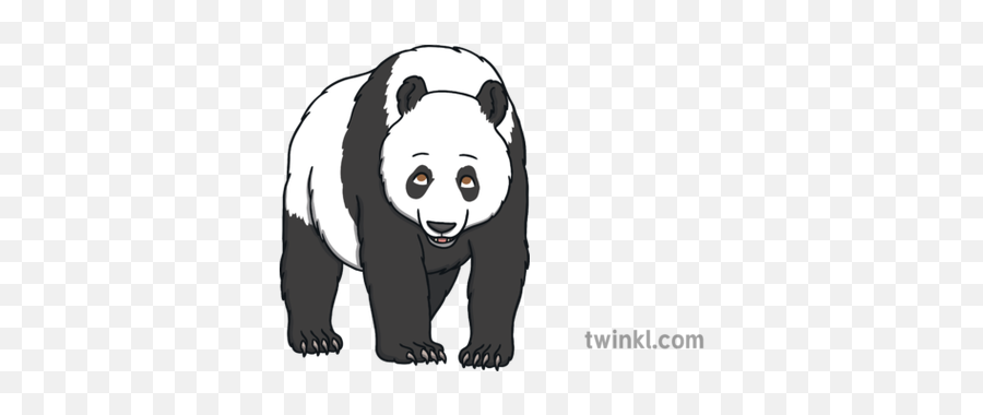 Adult Panda Black And White Bear Mammal China Open Eyes - Giant Panda Png,Panda Eyes Logo