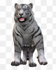 White Tiger - Content Classconnect Siberian Tiger Png,White Tiger Png
