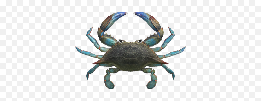 Gazami Crab - Animal Crossing New Horizons Gazami Crab Png,Crab Legs Png