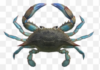 Gazami Crab - Animal Crossing New Horizons Gazami Crab Png,Crab Legs Png