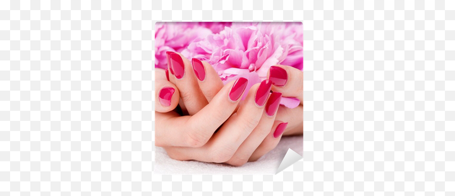 Woman Cupped Hands With Manicure Holding A Pink Flower Wall Mural U2022 Pixers - We Live To Change Nails Holding Flowers Png,Cupped Hands Png