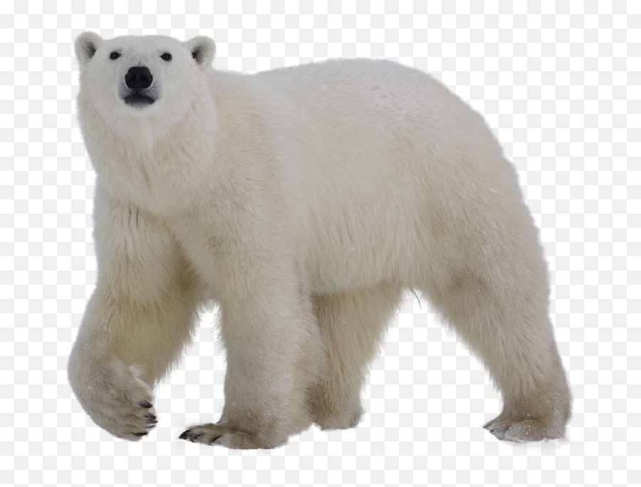 Polar Bear Clip Art - Polar Bear No Background Png,Polar Bear Png