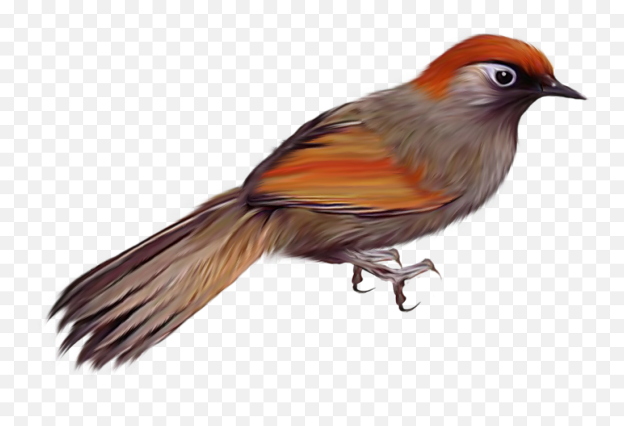115 Birds Png Images Are Free To Download - Oiseau,Bard Png