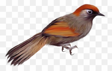 115 Birds Png Images Are Free To Download - Oiseau,Bard Png