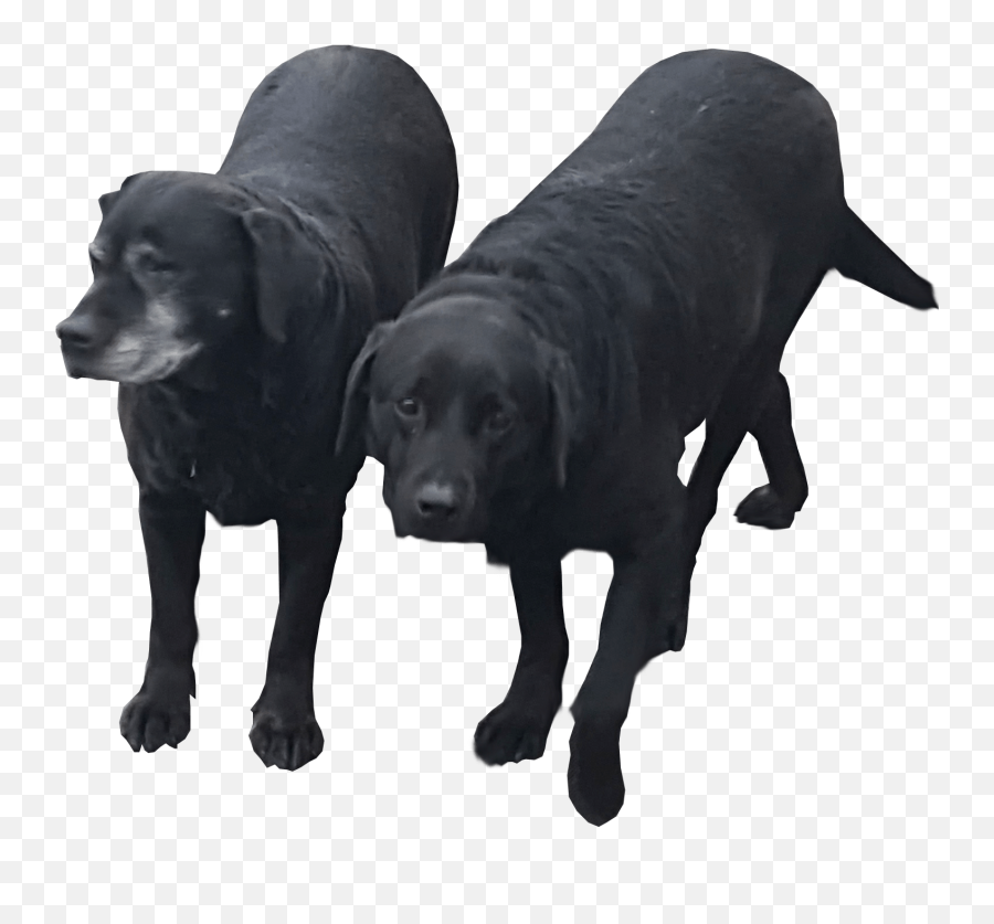 Black Labradors No Background Dogs Free Png Images - Dog Black Lab No Background,Pug Transparent Background